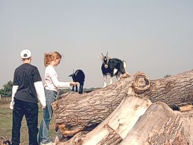 tl_files/ose/bilder/veranstaltungen/2006-07/siel_ziege2.jpg